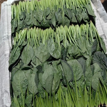 山东滨州精品菠菜捆把泡沫箱都可以全国发货