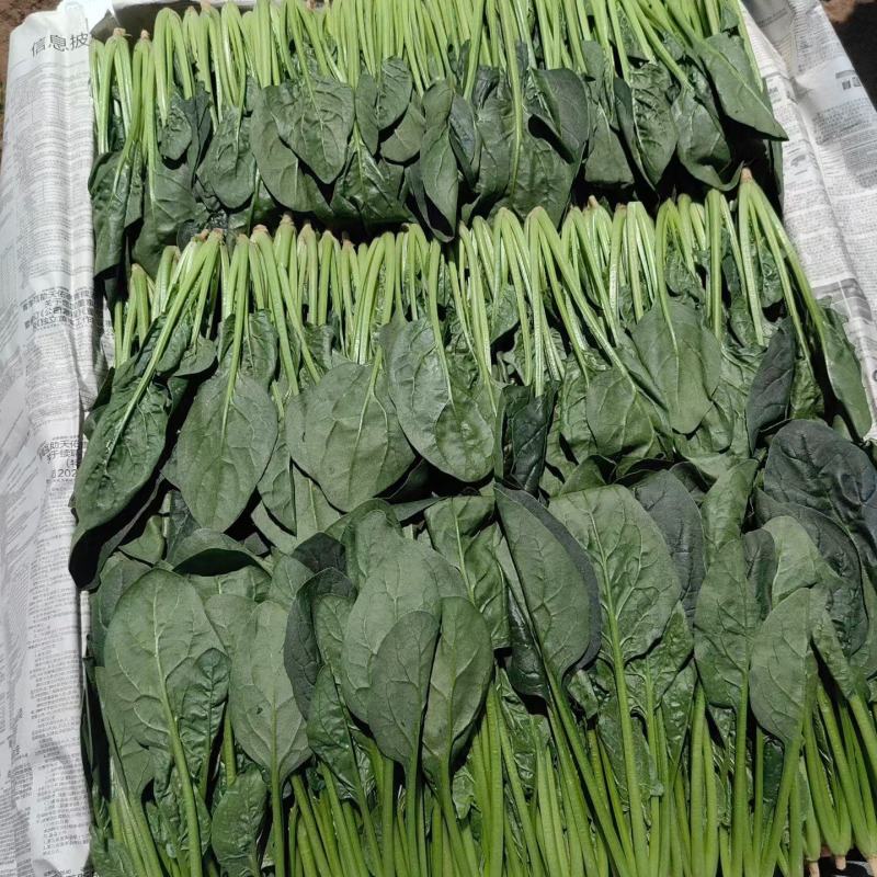 山东滨州精品菠菜捆把泡沫箱都可以全国发货
