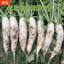 河南南阳象牙白白萝卜60亩/带泥走车/大量现货