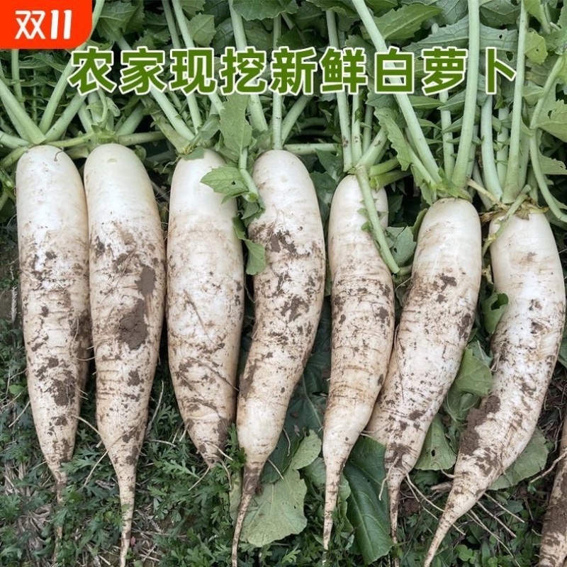 河南南阳象牙白白萝卜60亩/带泥走车/大量现货