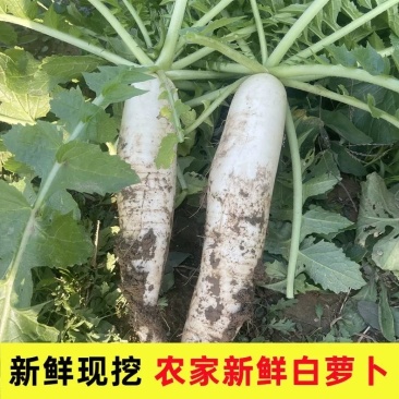 象牙白白萝卜/河南安阳产区直发/当天收当天