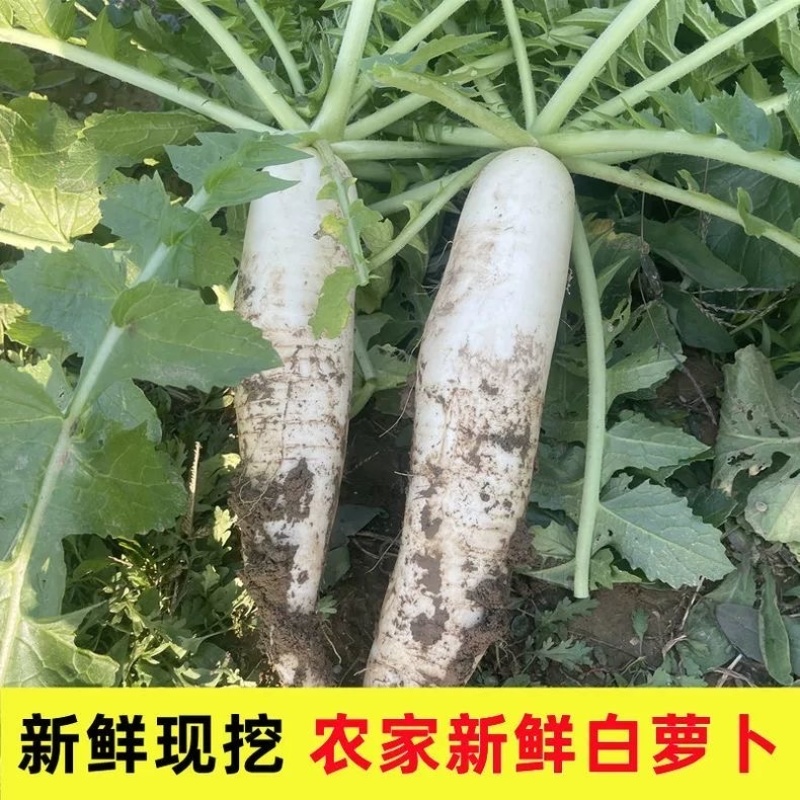 象牙白白萝卜/河南安阳产区直发/当天收当天