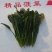 山东滨州精品菠菜