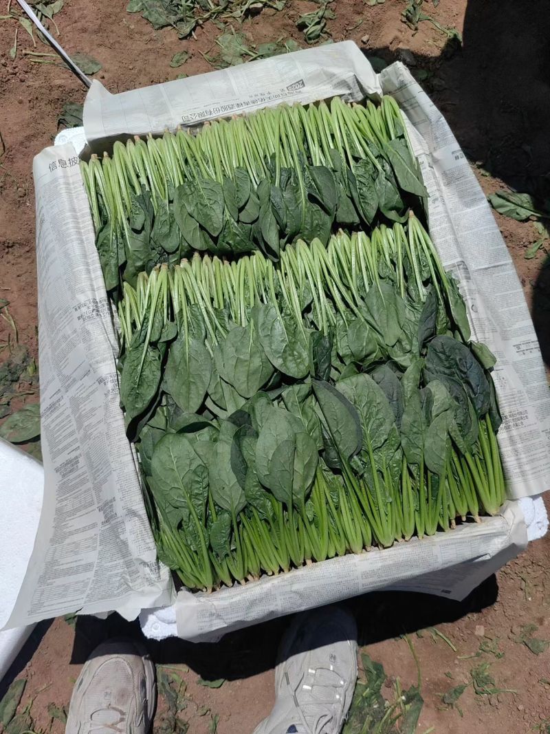 山东滨州精品菠菜