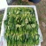 山东滨州精品菠菜