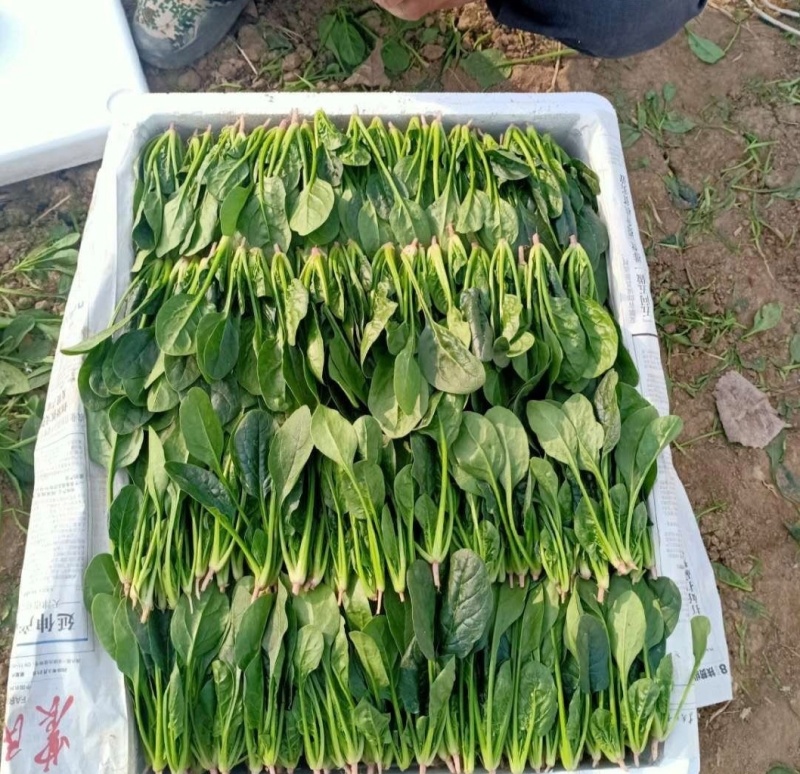 山东滨州精品菠菜