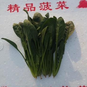 山东滨州精品菠菜