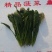 山东滨州精品菠菜