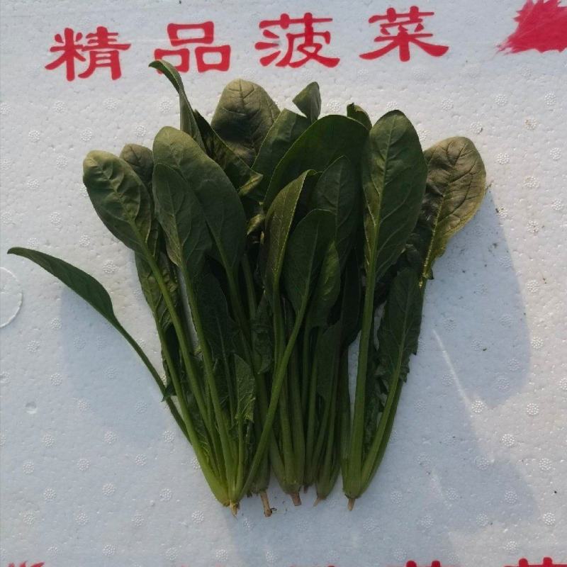 山东滨州精品菠菜