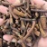 野生蒲公英根茶炒熟婆婆丁根泡茶煮水中药材批发