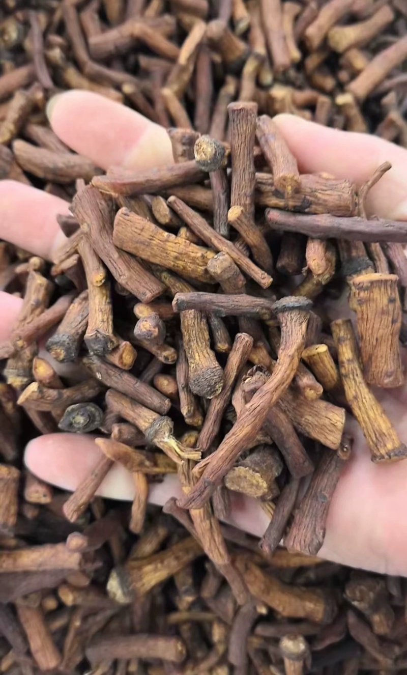 野生蒲公英根茶炒熟婆婆丁根泡茶煮水中药材批发