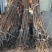 柿子树