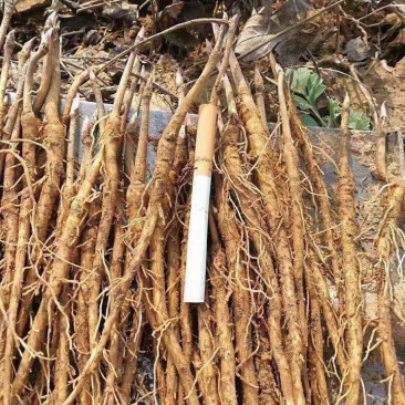 牡丹苗、各种规格精品苗，优质中药材种植基地，种苗繁育中心