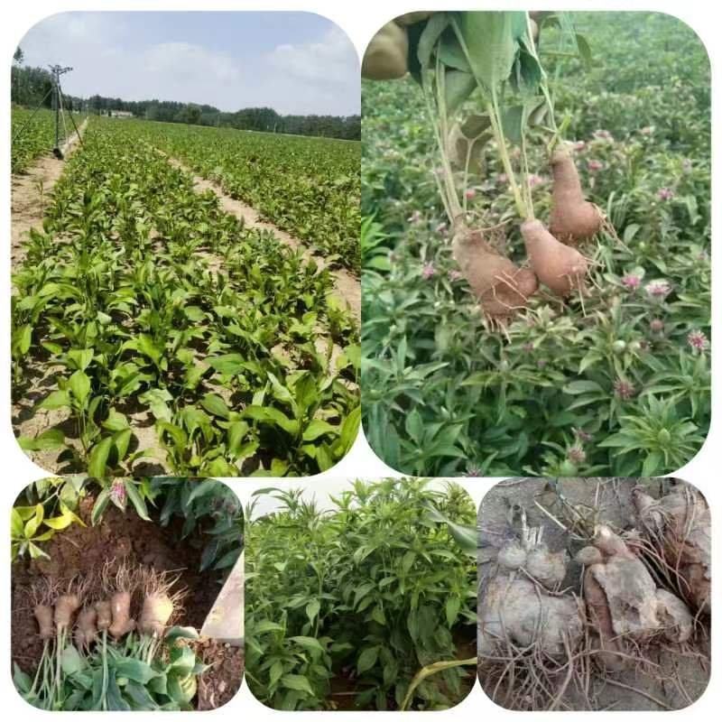鲜白术芽，自家种植优质改良白术芽无病菌