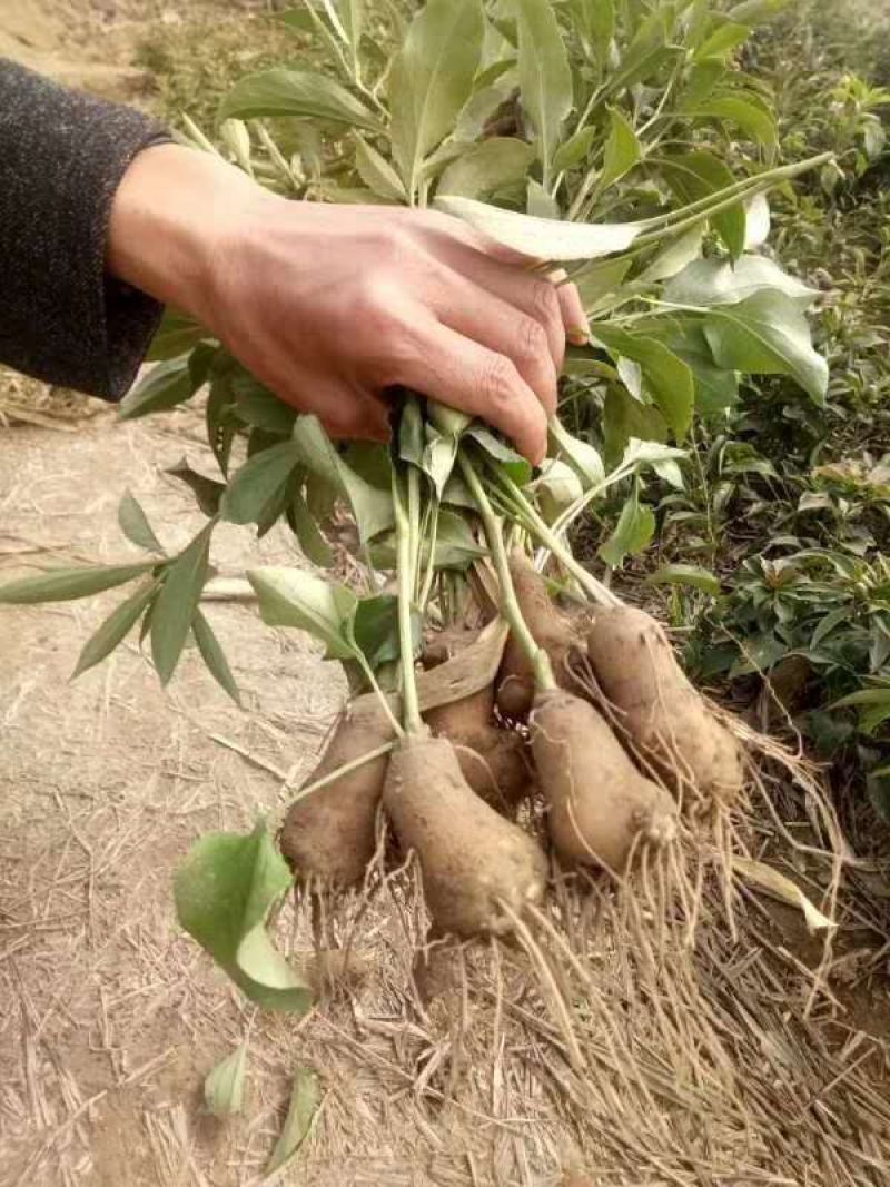 鲜白术芽，自家种植优质改良白术芽无病菌