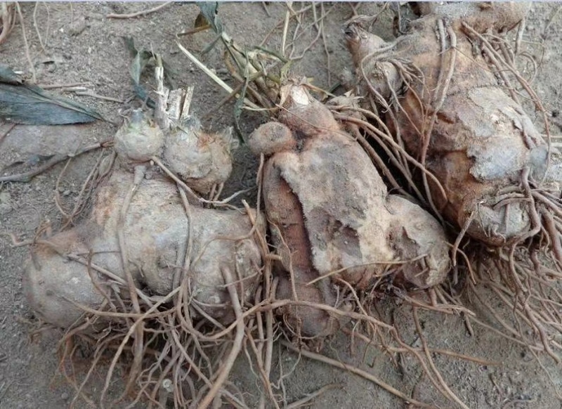 鲜白术芽，自家种植优质改良白术芽无病菌