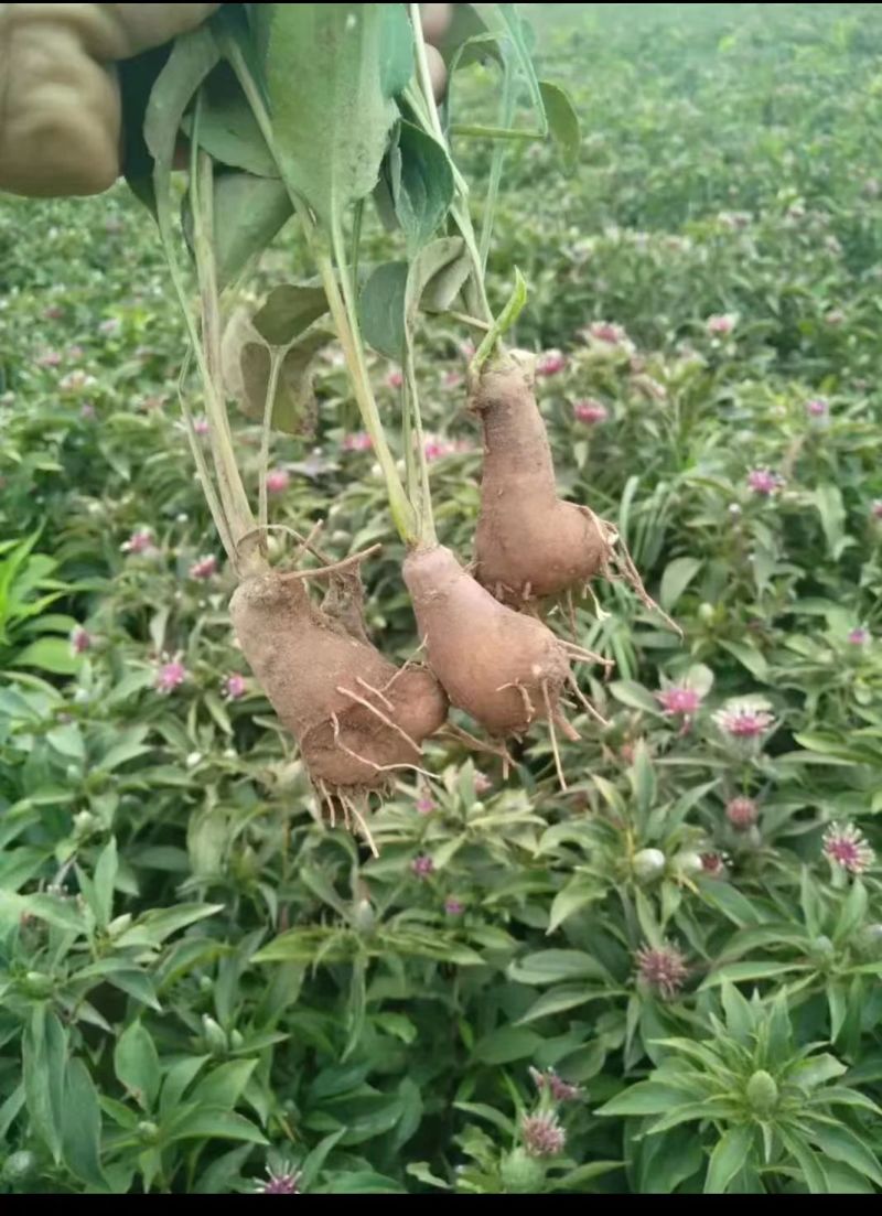 鲜白术芽，自家种植优质改良白术芽无病菌