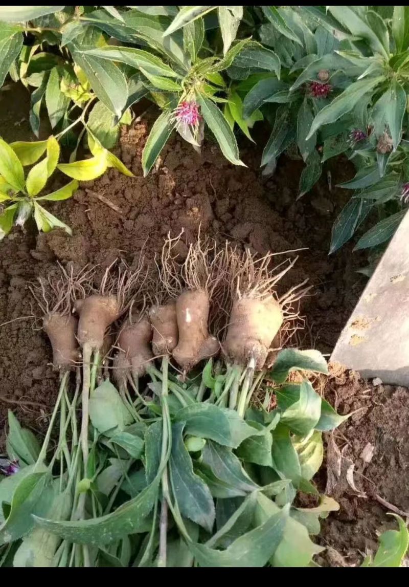 鲜白术芽，自家种植优质改良白术芽无病菌