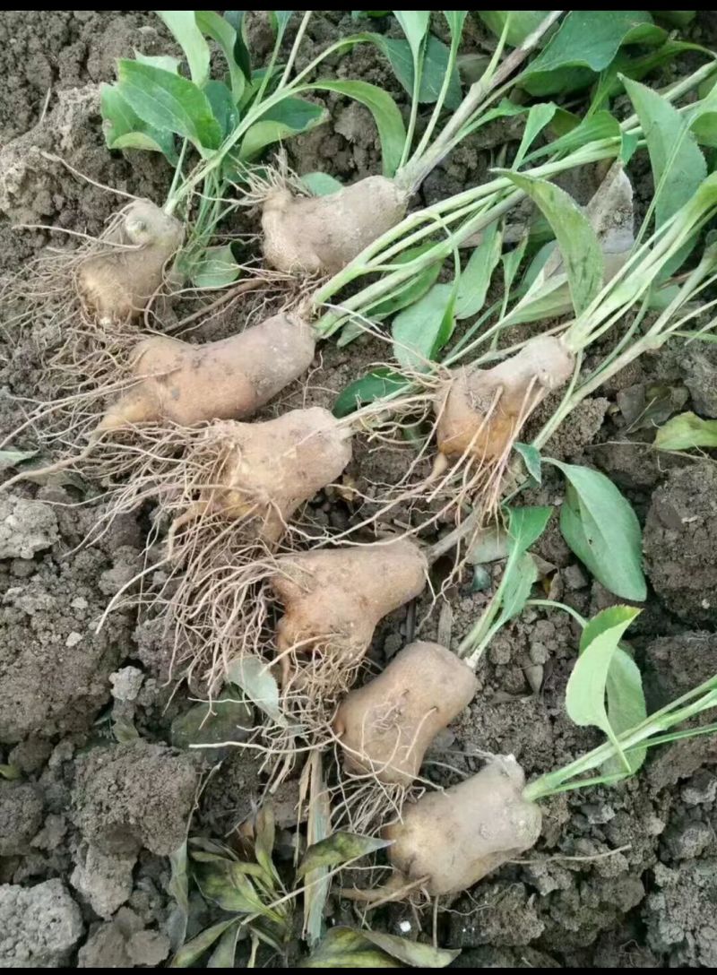 鲜白术芽，自家种植优质改良白术芽无病菌