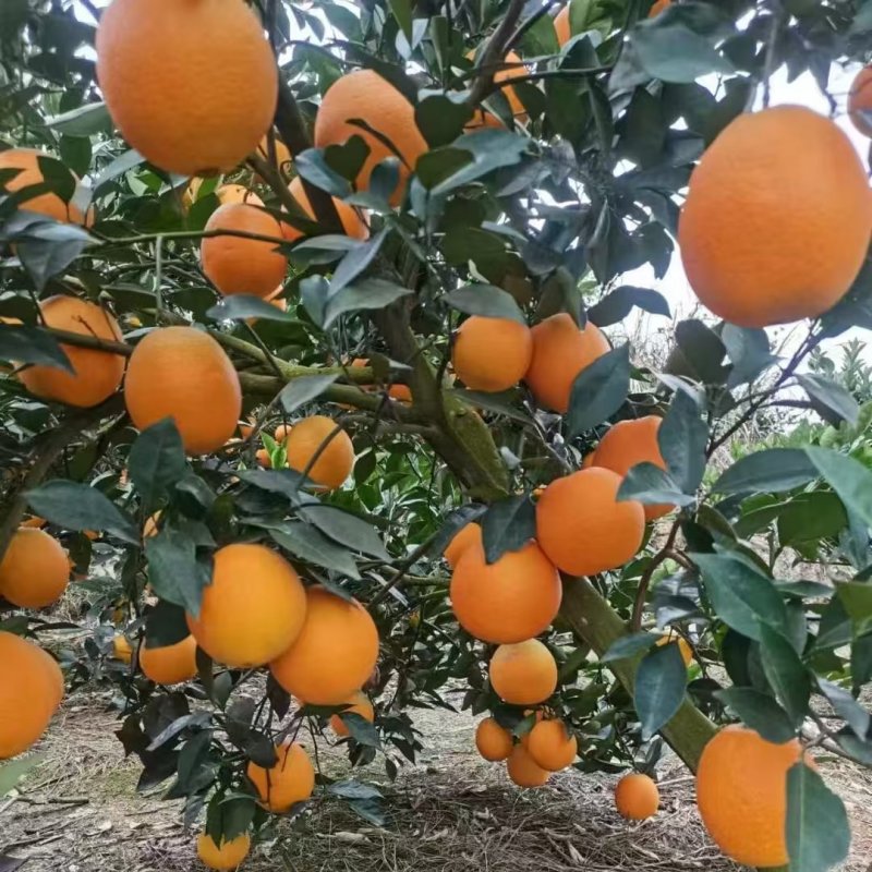 赣南脐橙
