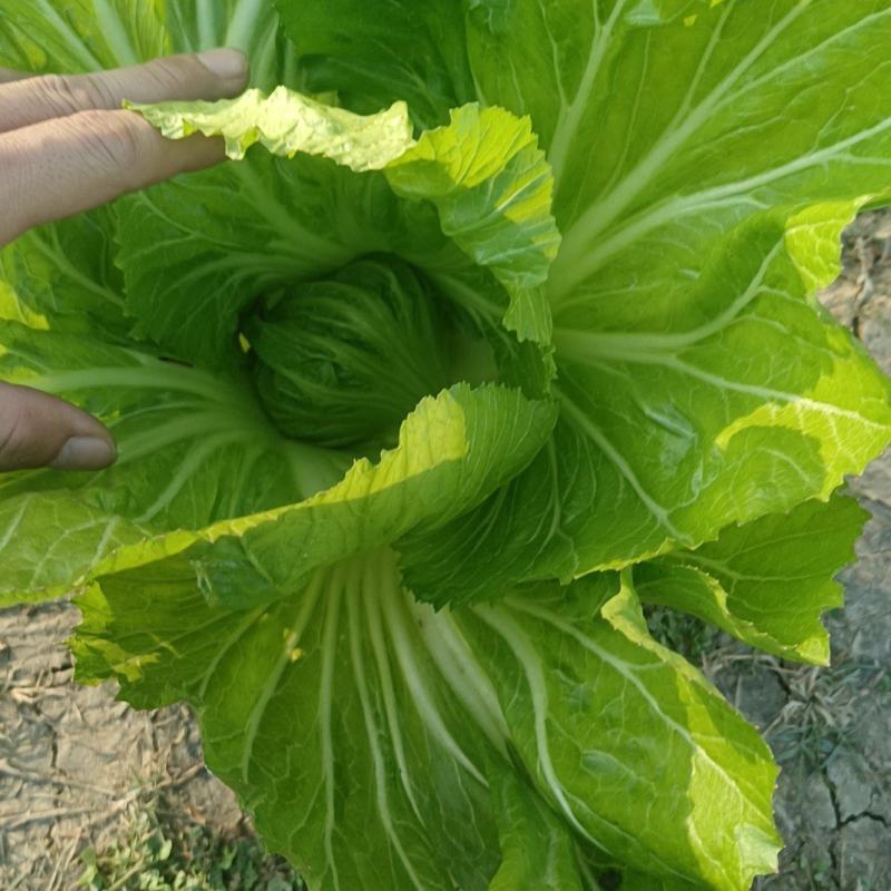 芥菜