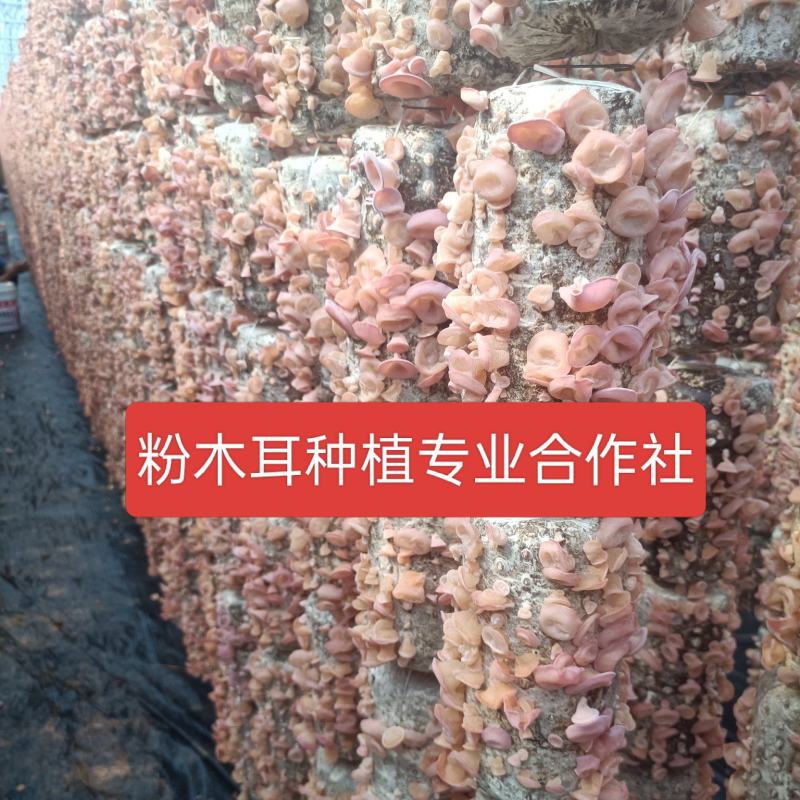粉木耳基地一手货源批发零售贵妃粉木耳批发零售粉木耳厂家