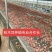 粉木耳基地一手货源批发零售贵妃粉木耳批发零售粉木耳厂家
