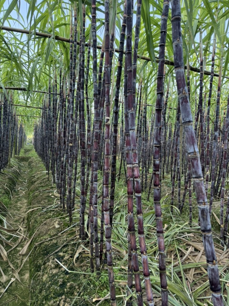 广东/韶关/清远黑皮甘蔗/清甜脆口看上的老板联系