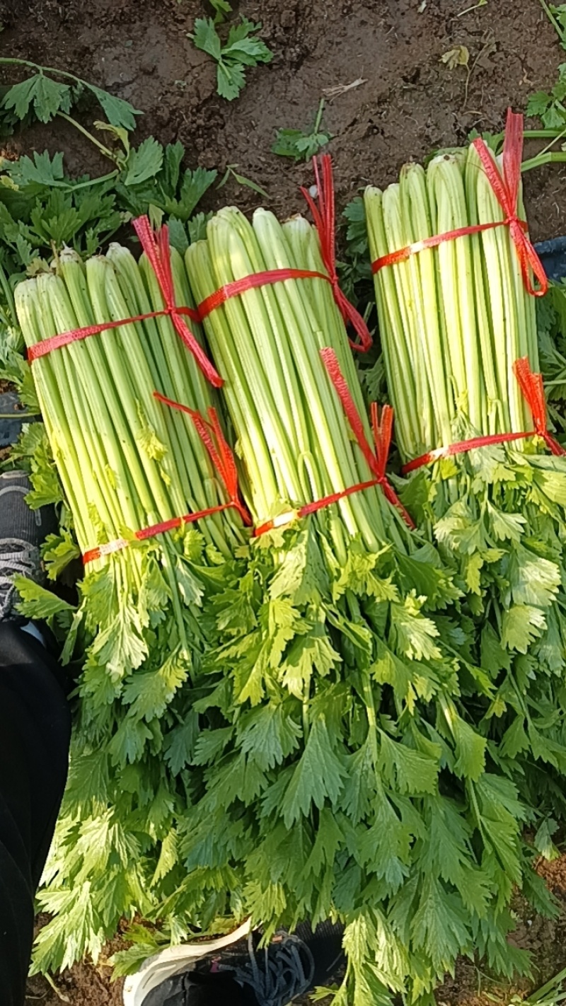 芹菜