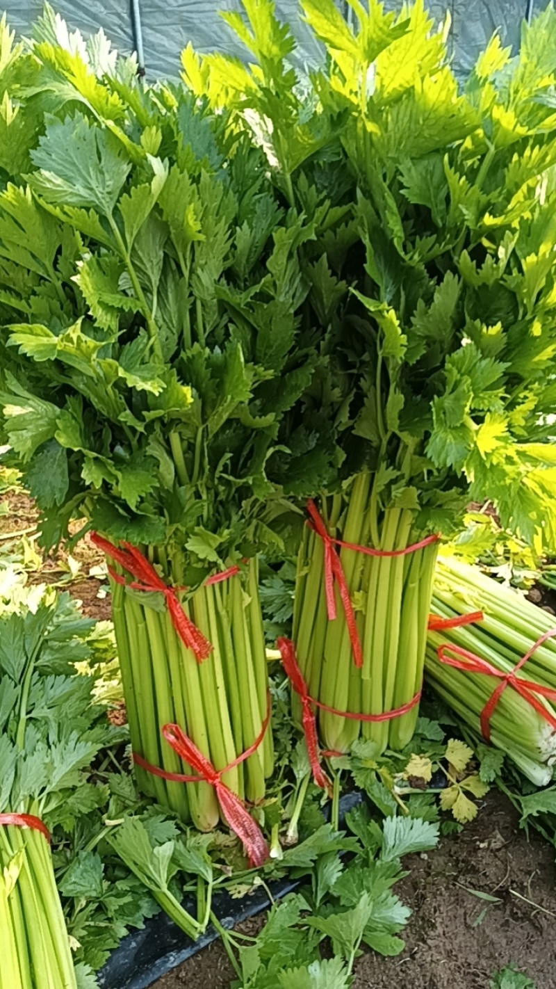 芹菜