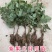八月瓜树苗【1年苗八月瓜麻果树苗】