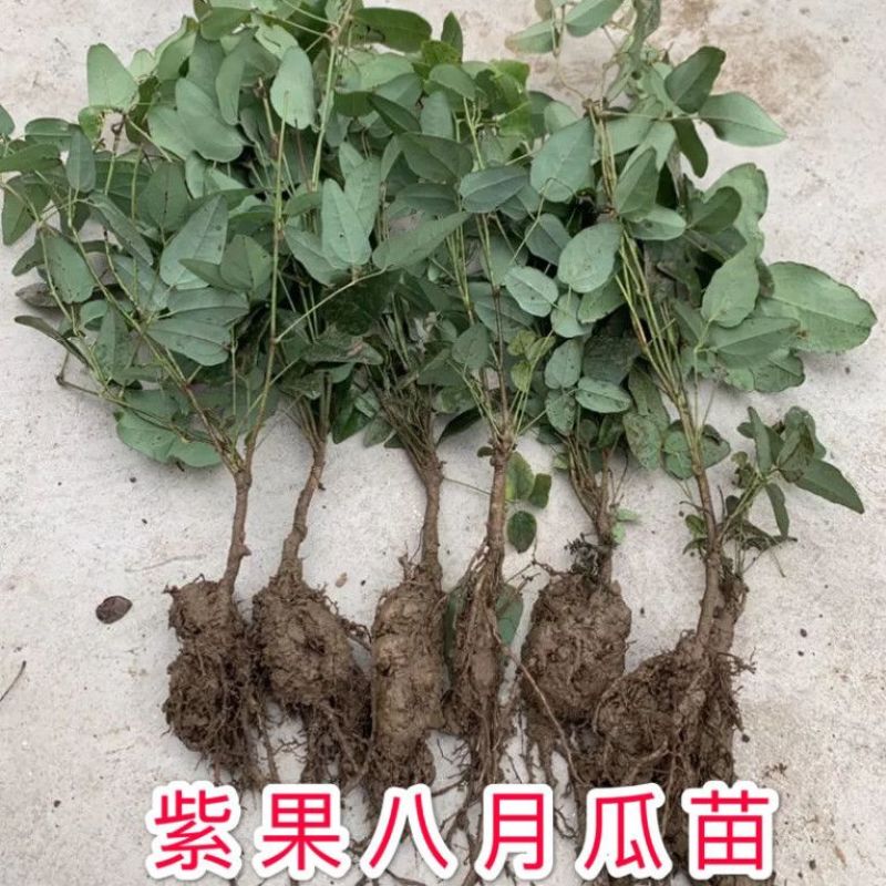 八月瓜树苗【1年苗八月瓜麻果树苗】