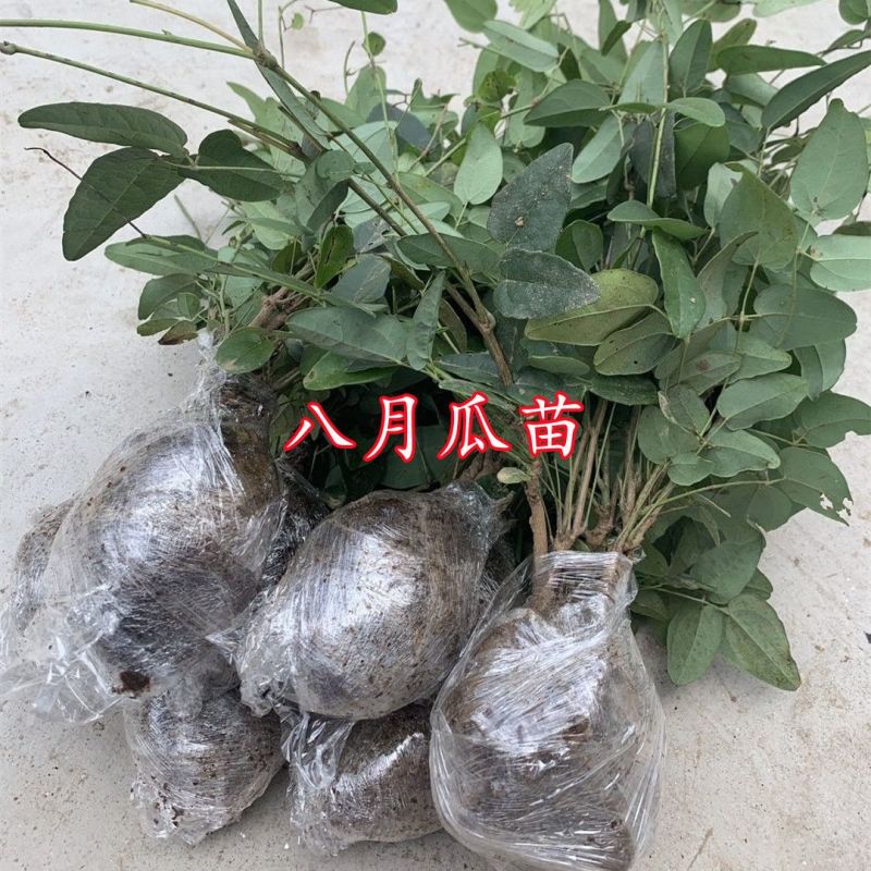 八月瓜树苗【1年苗八月瓜麻果树苗】