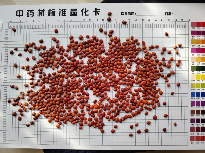 酸枣仁98货酸枣仁国产酸枣仁精选河北太行产地直发