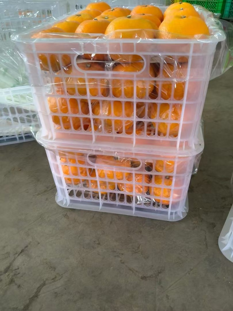 云南沃柑大量现货供应/现摘现发/量大从优/视频看货