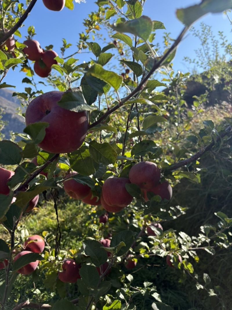 高原糖心红富士