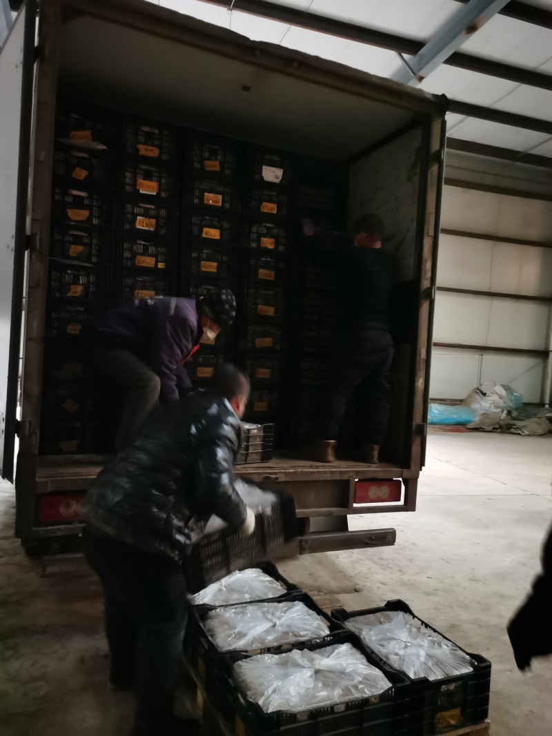 荷兰进口亚洲百合籽球包对版品种好发芽率高