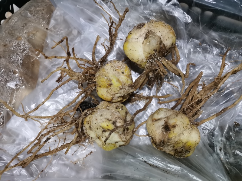 荷兰进口亚洲百合籽球包对版品种好发芽率高