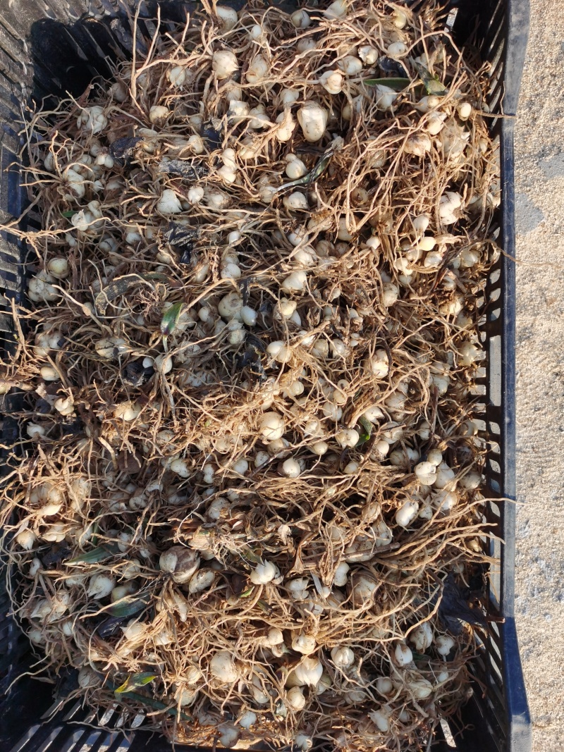 荷兰进口亚洲百合籽球包对版品种好发芽率高