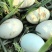 新鲜鸭蛋