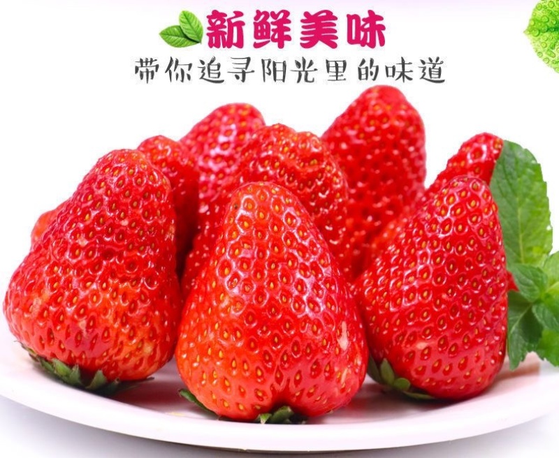 山东香野甜宝草莓新鲜现采现摘商用批发电商