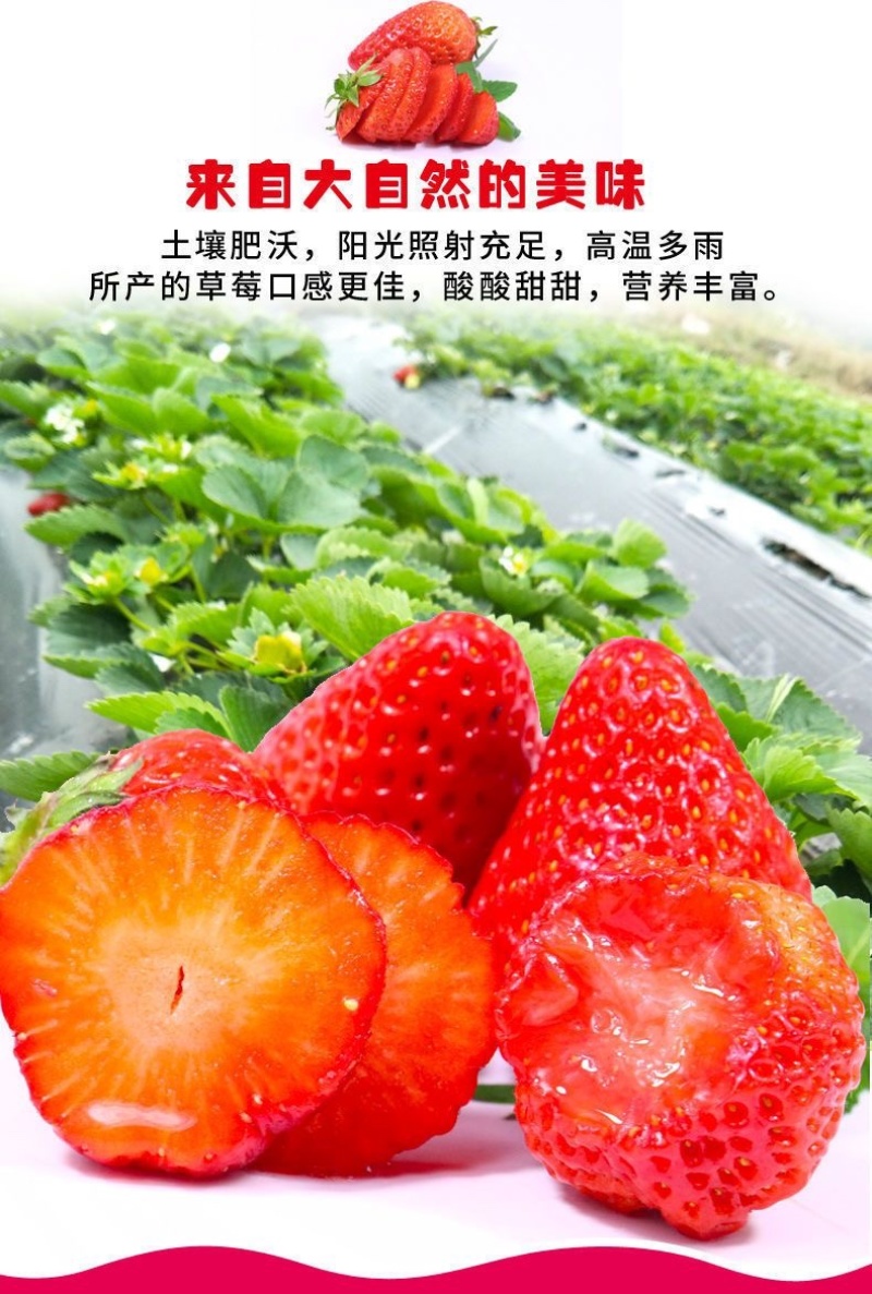 山东香野甜宝草莓新鲜现采现摘商用批发电商