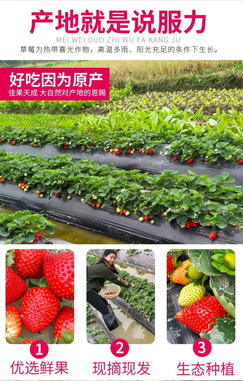 山东香野甜宝草莓新鲜现采现摘商用批发电商
