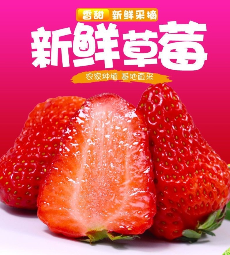 山东香野甜宝草莓新鲜现采现摘商用批发电商