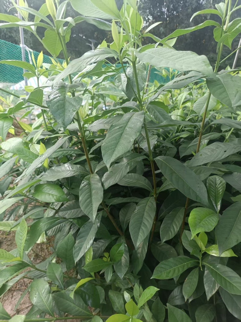 黄栀子苗，基地一手货源成活率保障提供技术指导量大优惠多