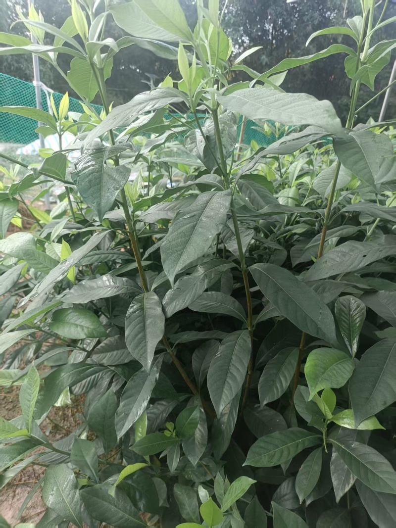 黄栀子苗，基地一手货源成活率保障提供技术指导量大优惠多