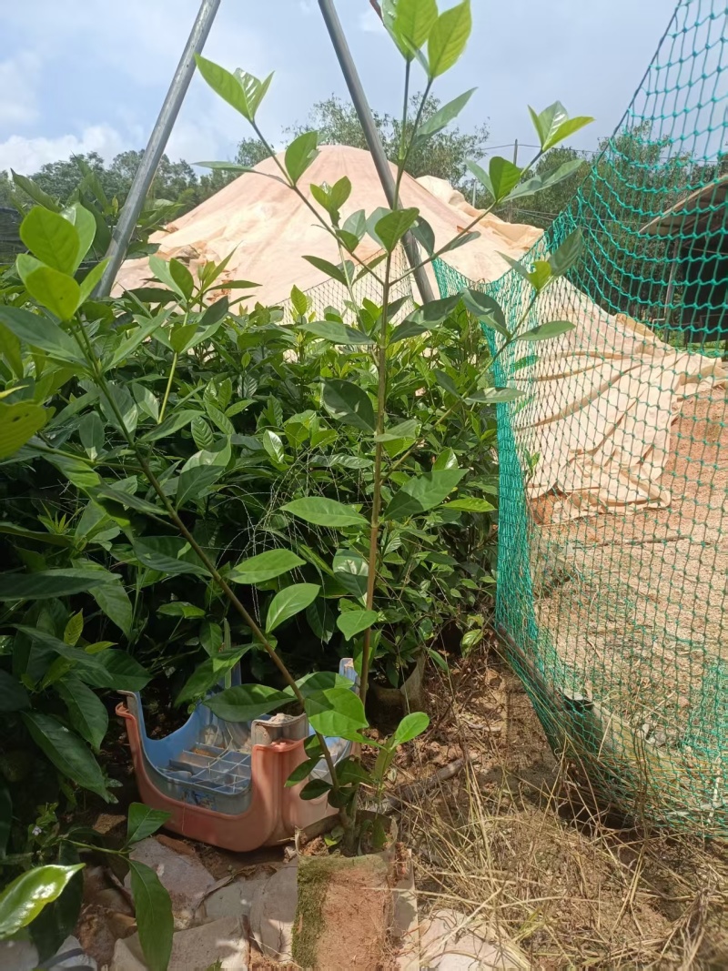 黄栀子苗，基地一手货源成活率保障提供技术指导量大优惠多