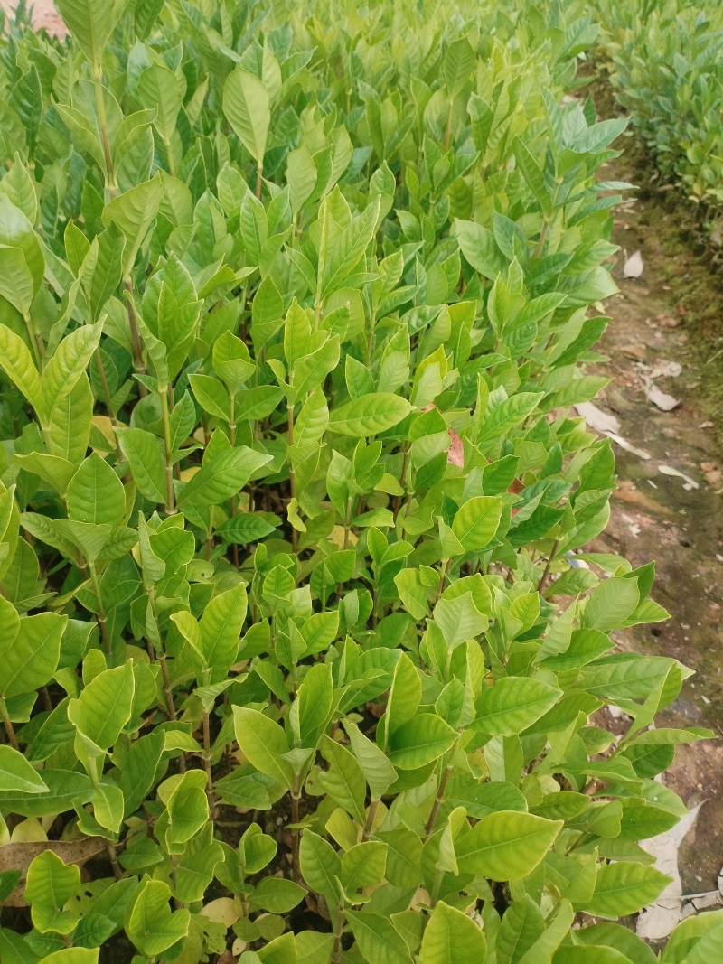黄栀子苗，基地一手货源成活率保障提供技术指导量大优惠多