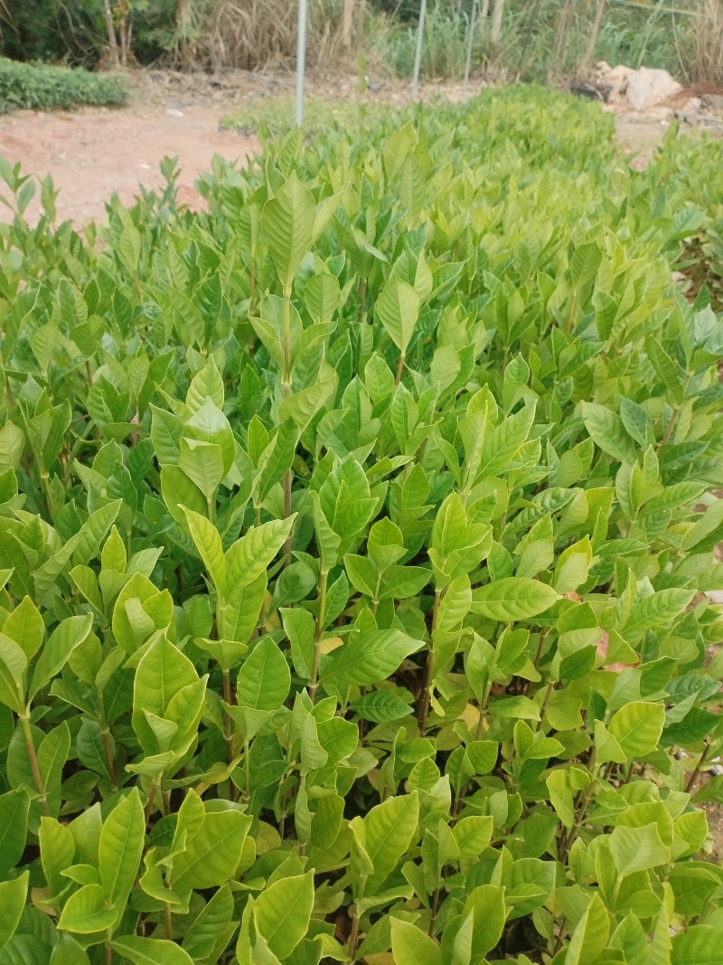 黄栀子苗，基地一手货源成活率保障提供技术指导量大优惠多