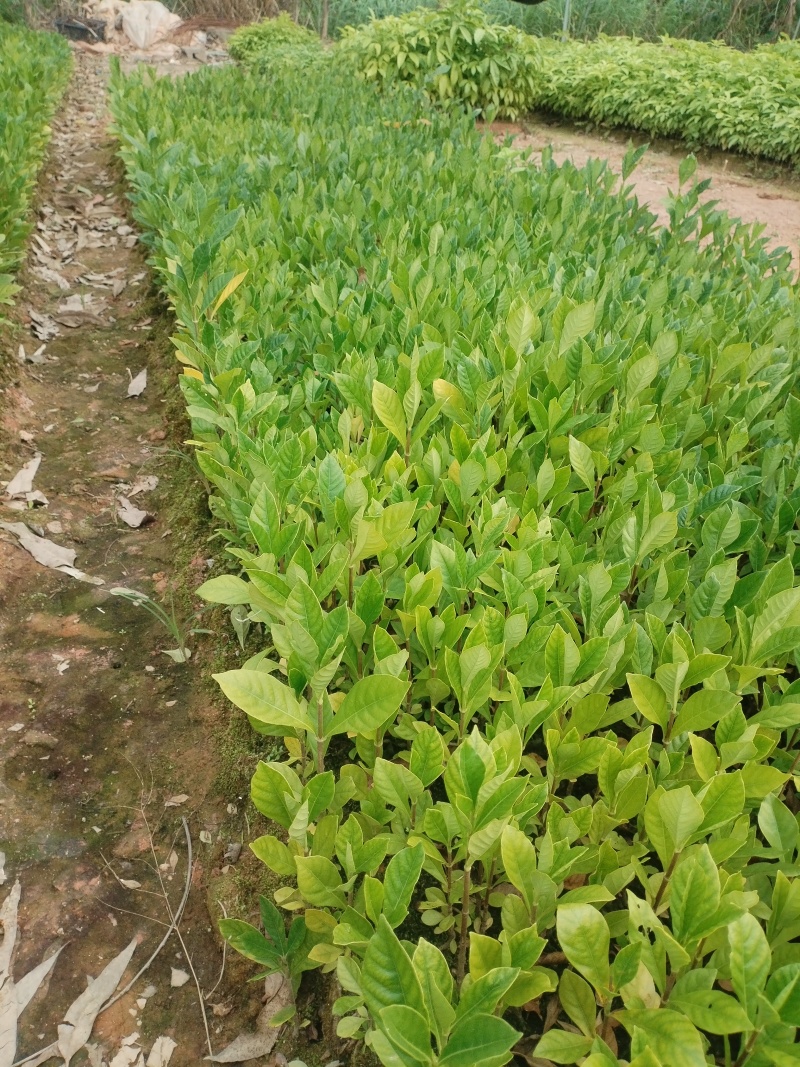 黄栀子苗，基地一手货源成活率保障提供技术指导量大优惠多